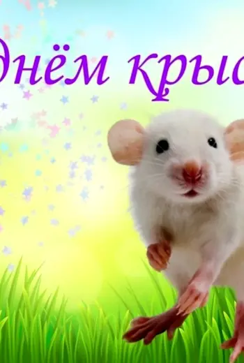 День крысы
