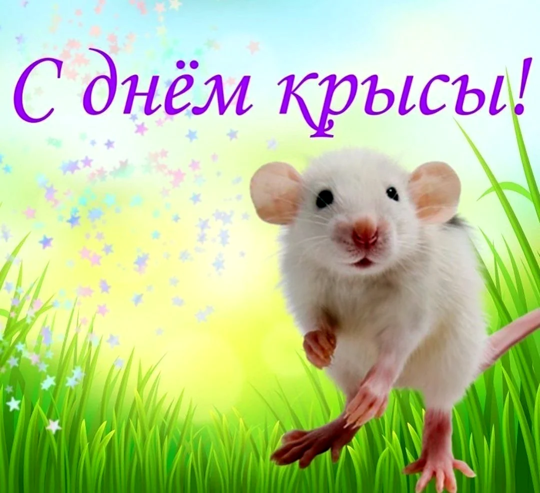 День крысы