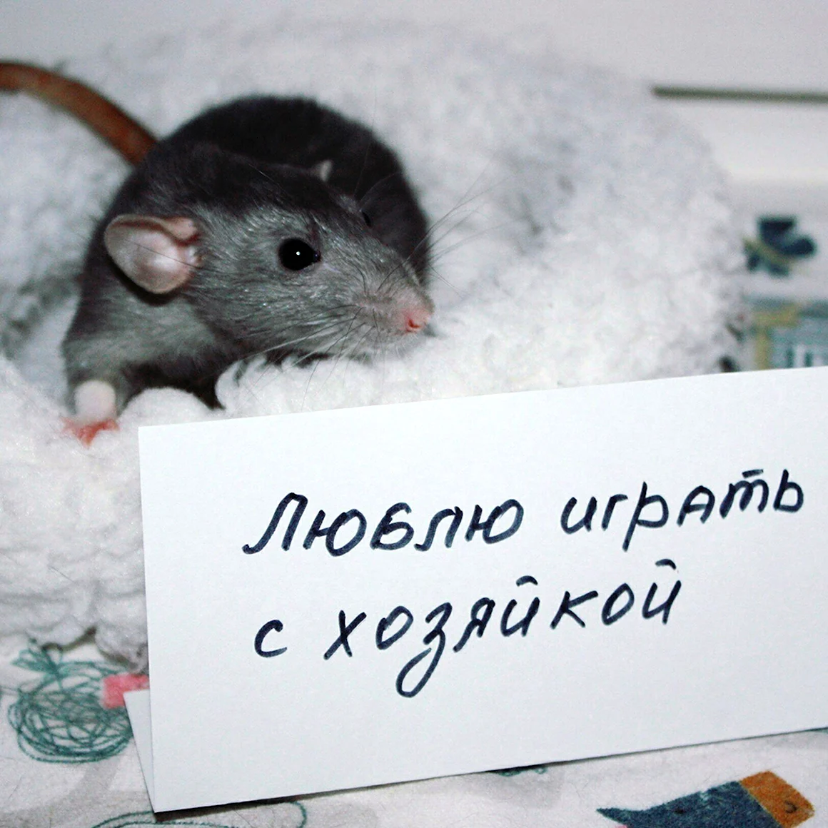 День крысы