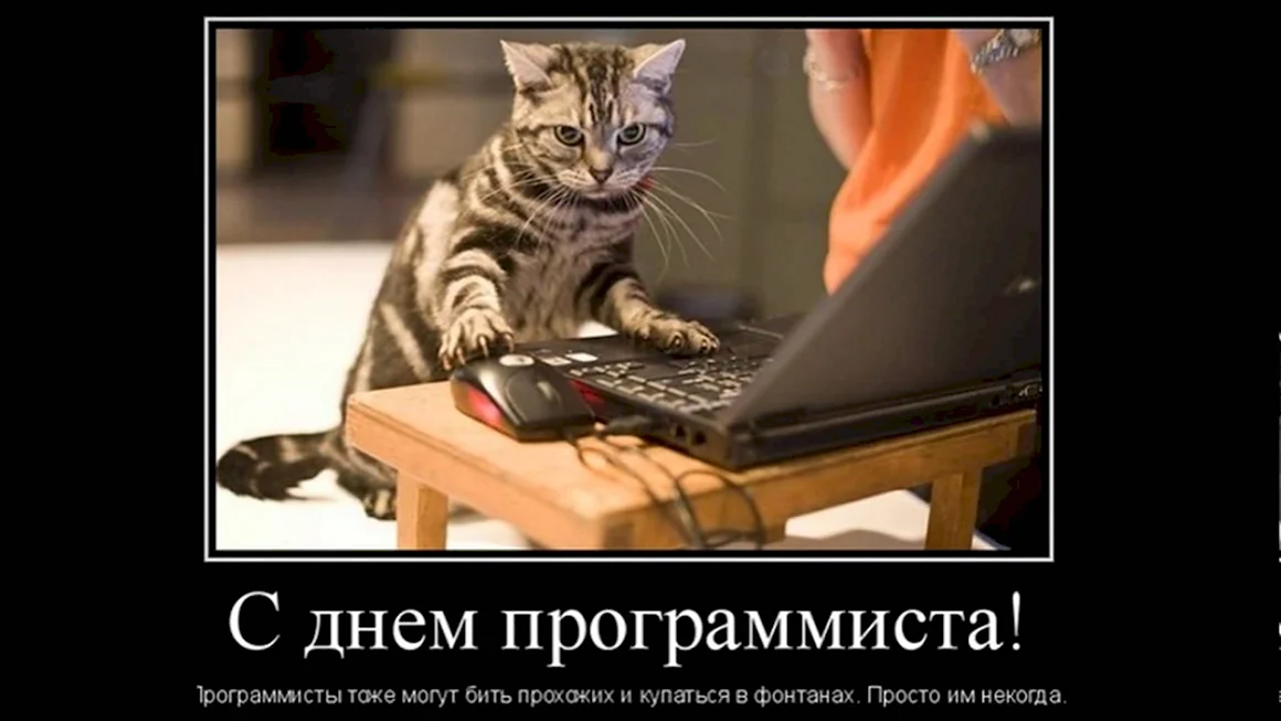 День программиста кот