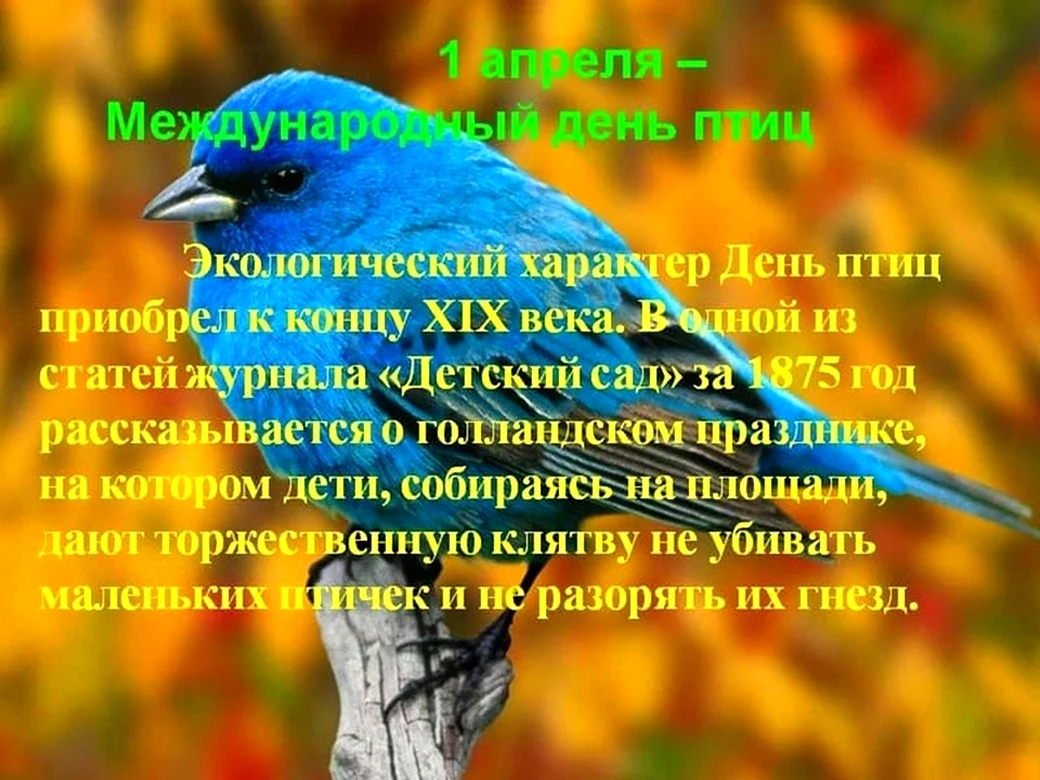 День птиц