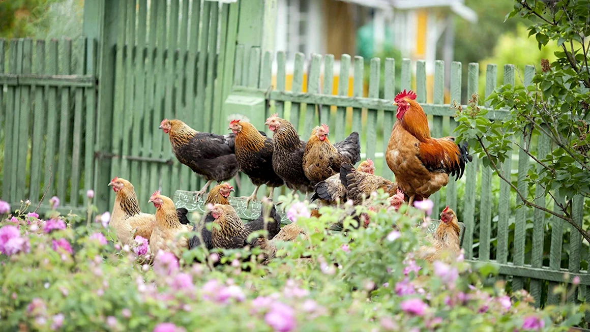 Деревенские животные
