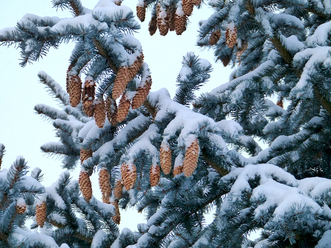 Деревья и кустарники зимой
