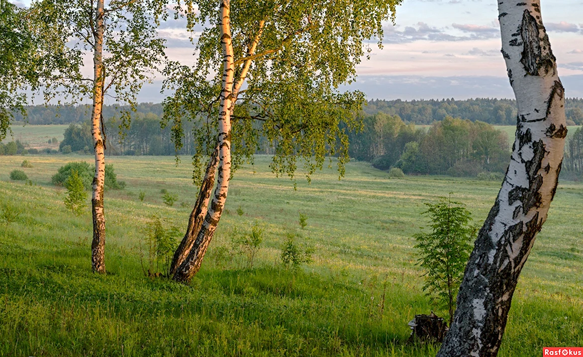 Деревня береза поле Россия