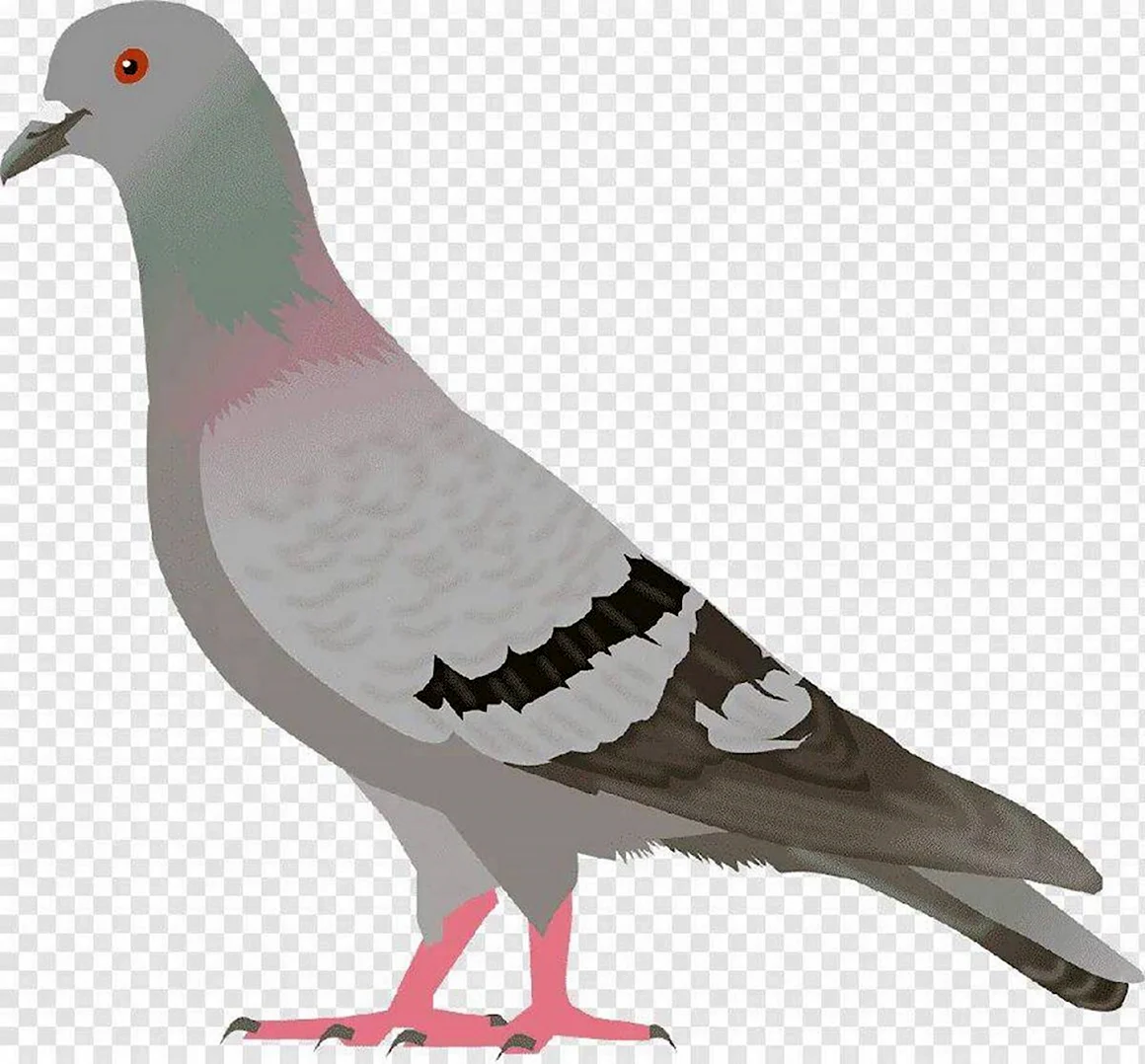 Дети голубей