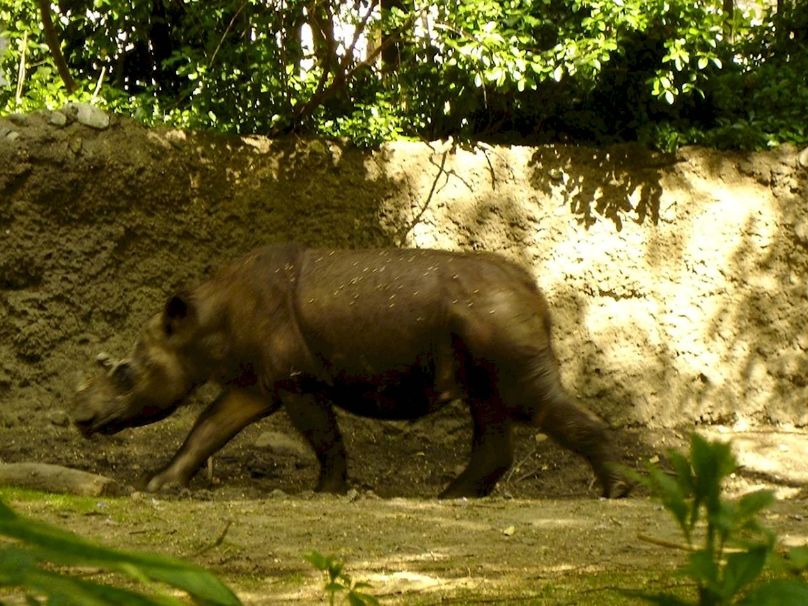 Dicerorhinus sumatrensis