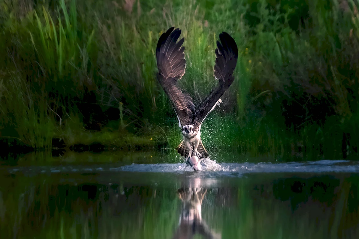 Дикая природа