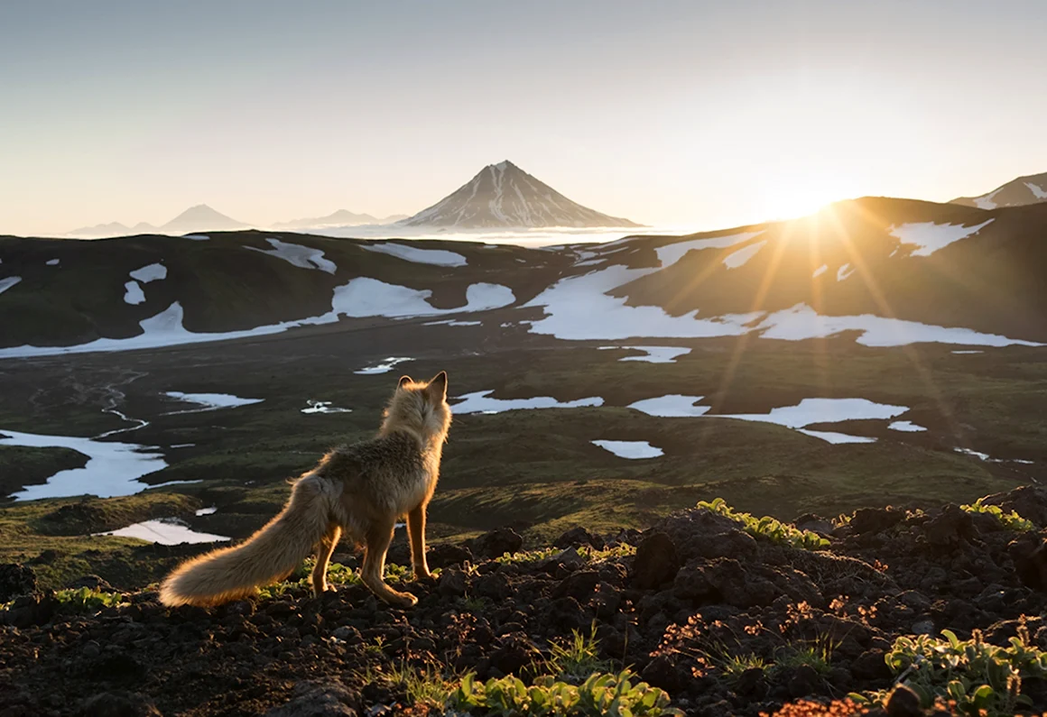 Дикая природа России National Geographic