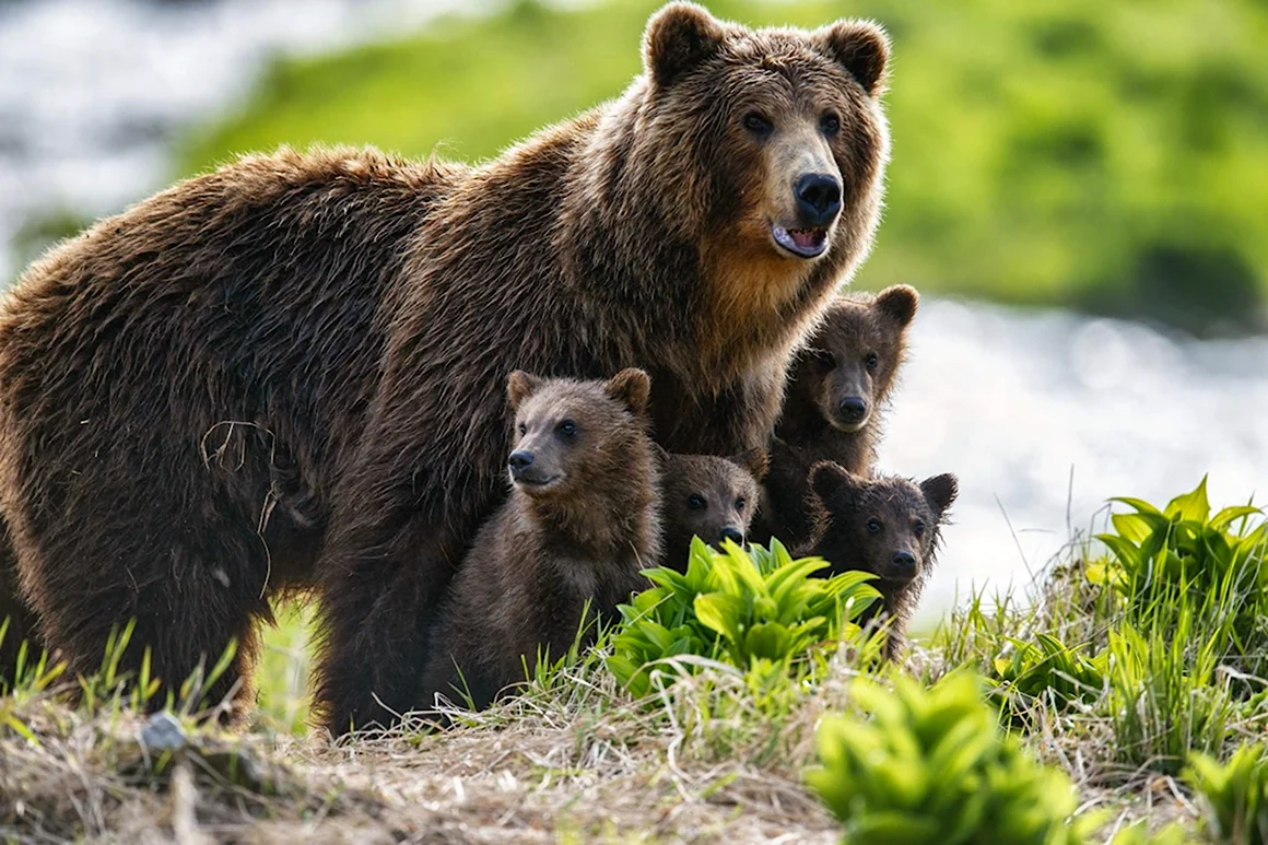 Дикая природа России Wild Russia 2008 год