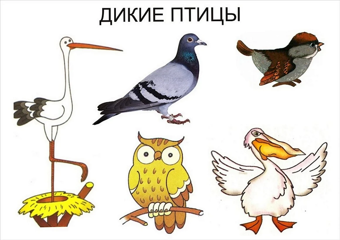 Дикие и домашние птицы