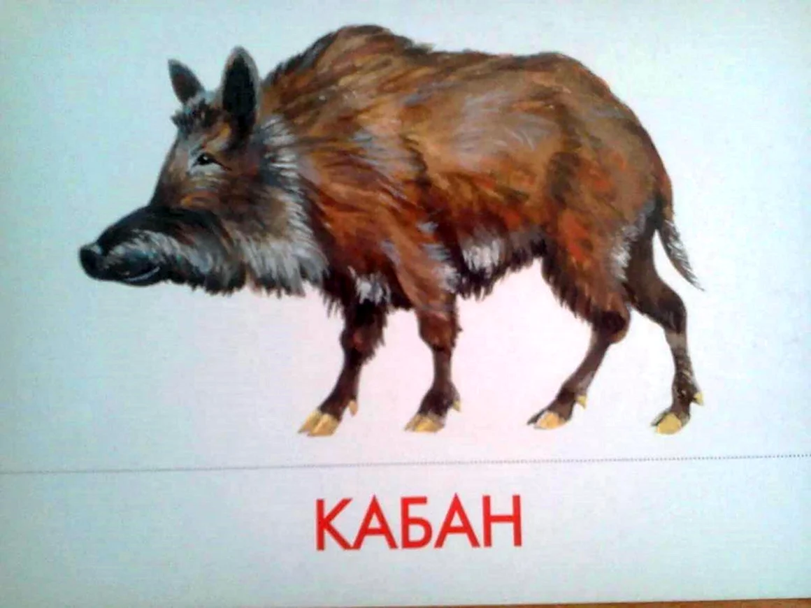 Дикие животные для детей по отдельности