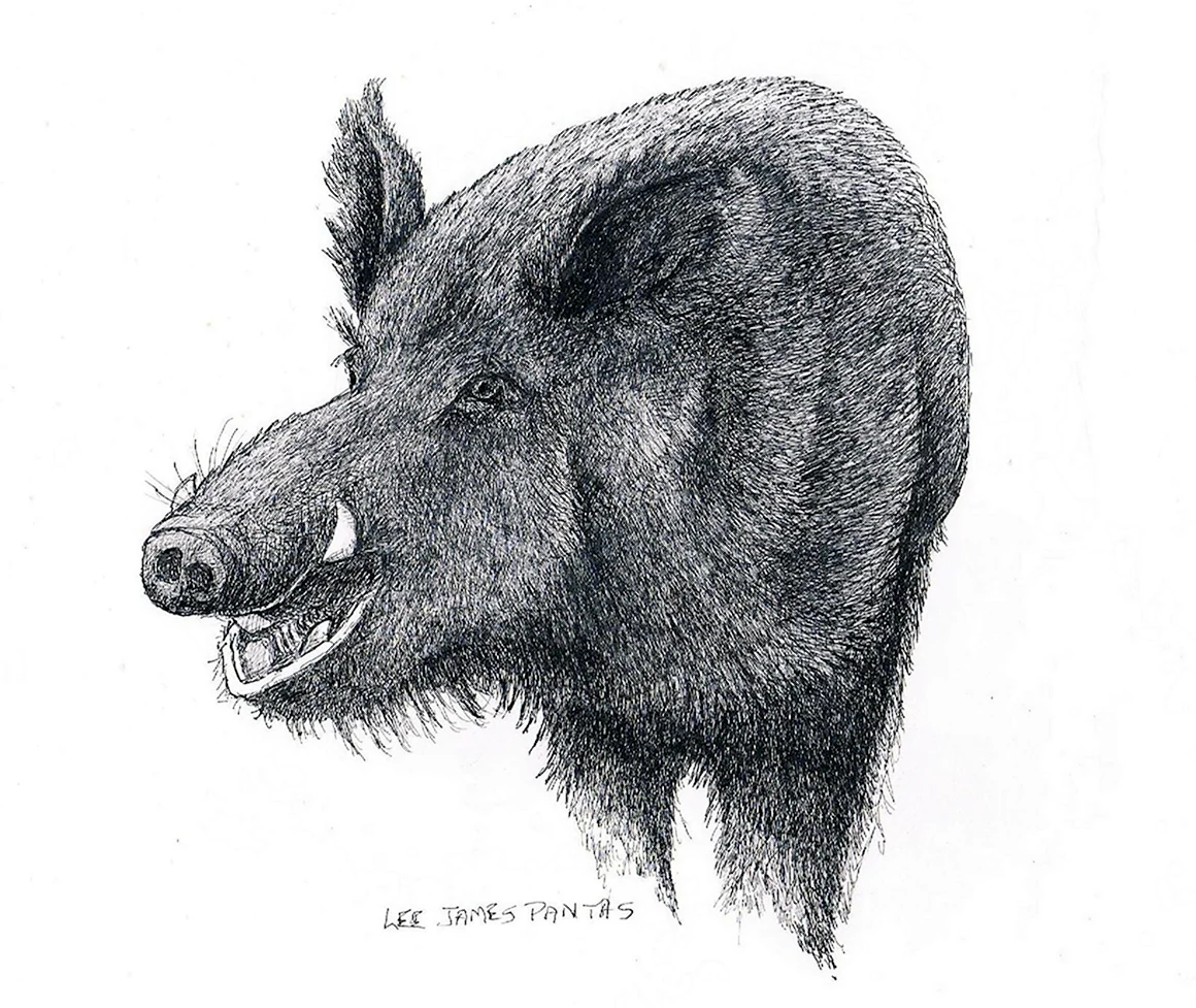 Дикий кабан рисунок