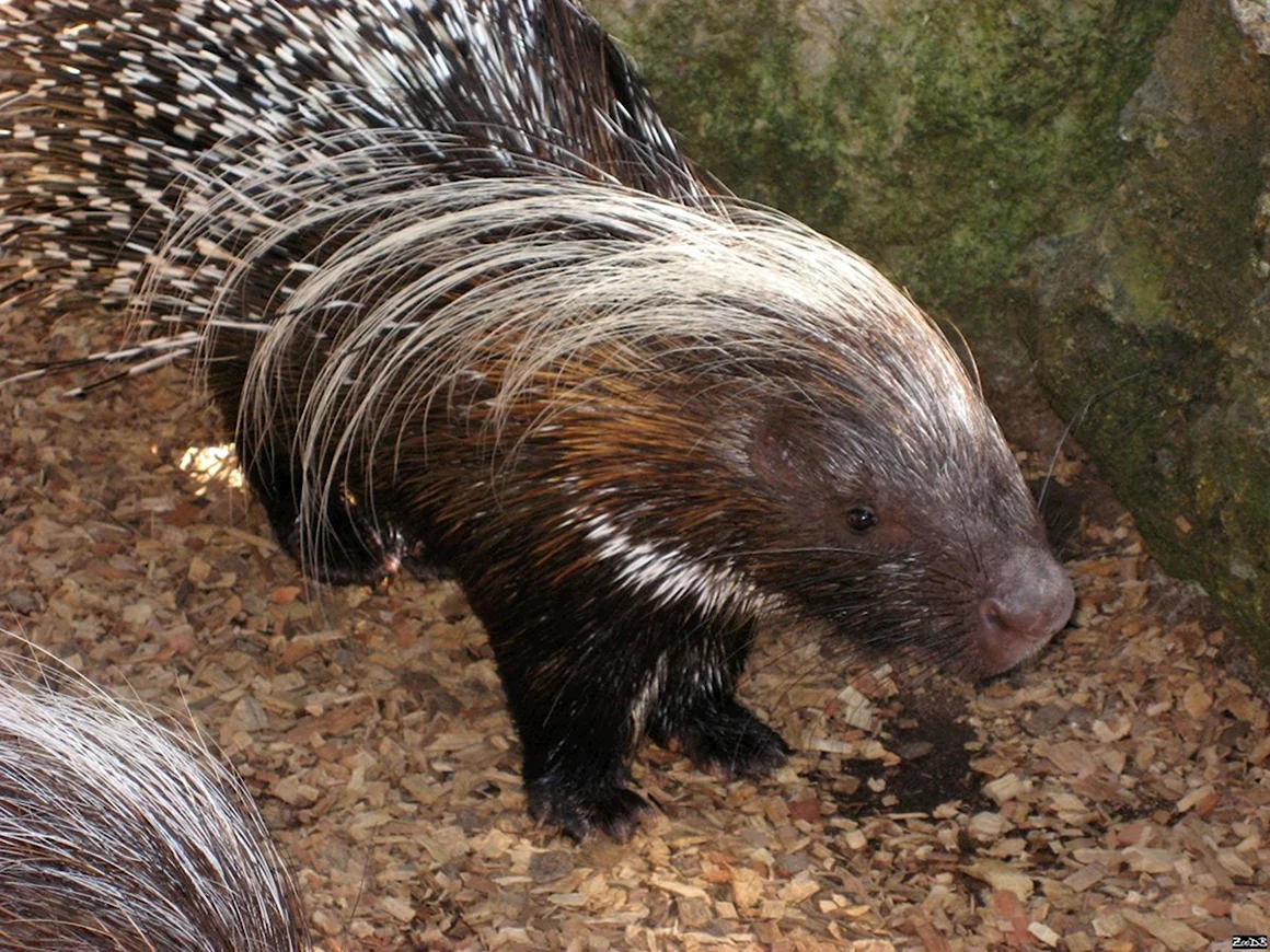 Дикобраз hystrix cristata
