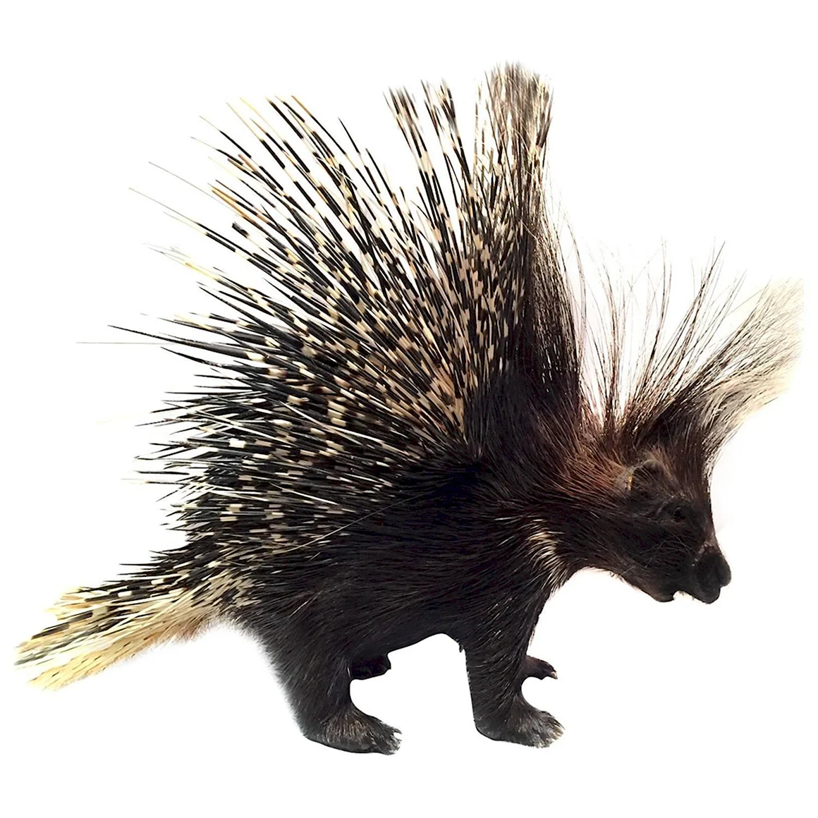 Дикобраз hystrix cristata