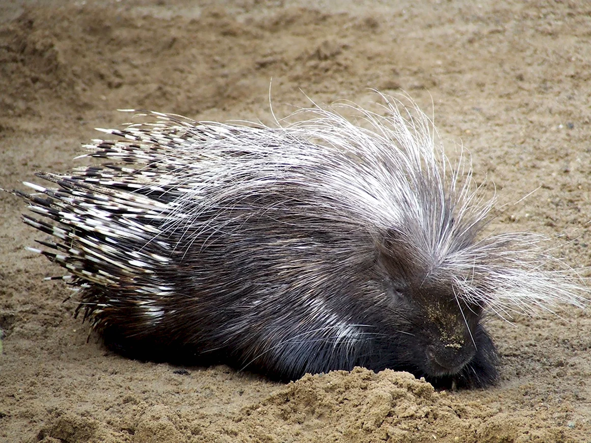 Дикобраз hystrix cristata
