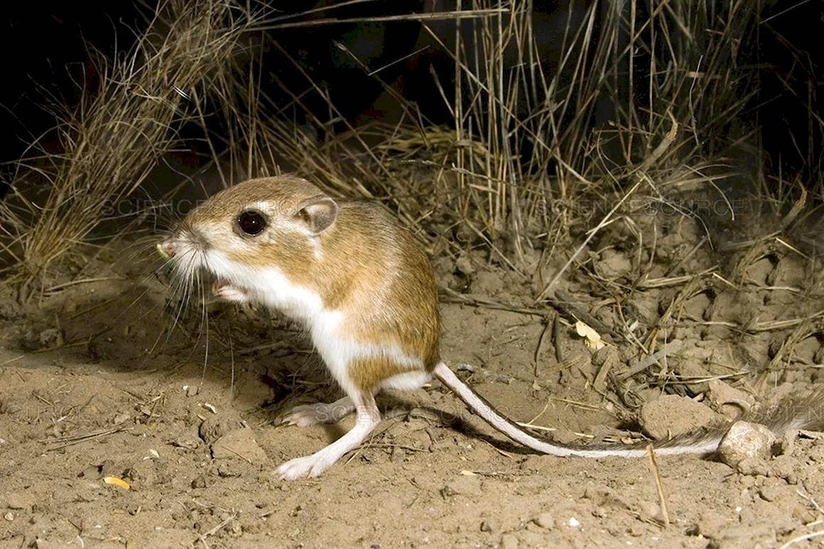 Dipodomys ordii
