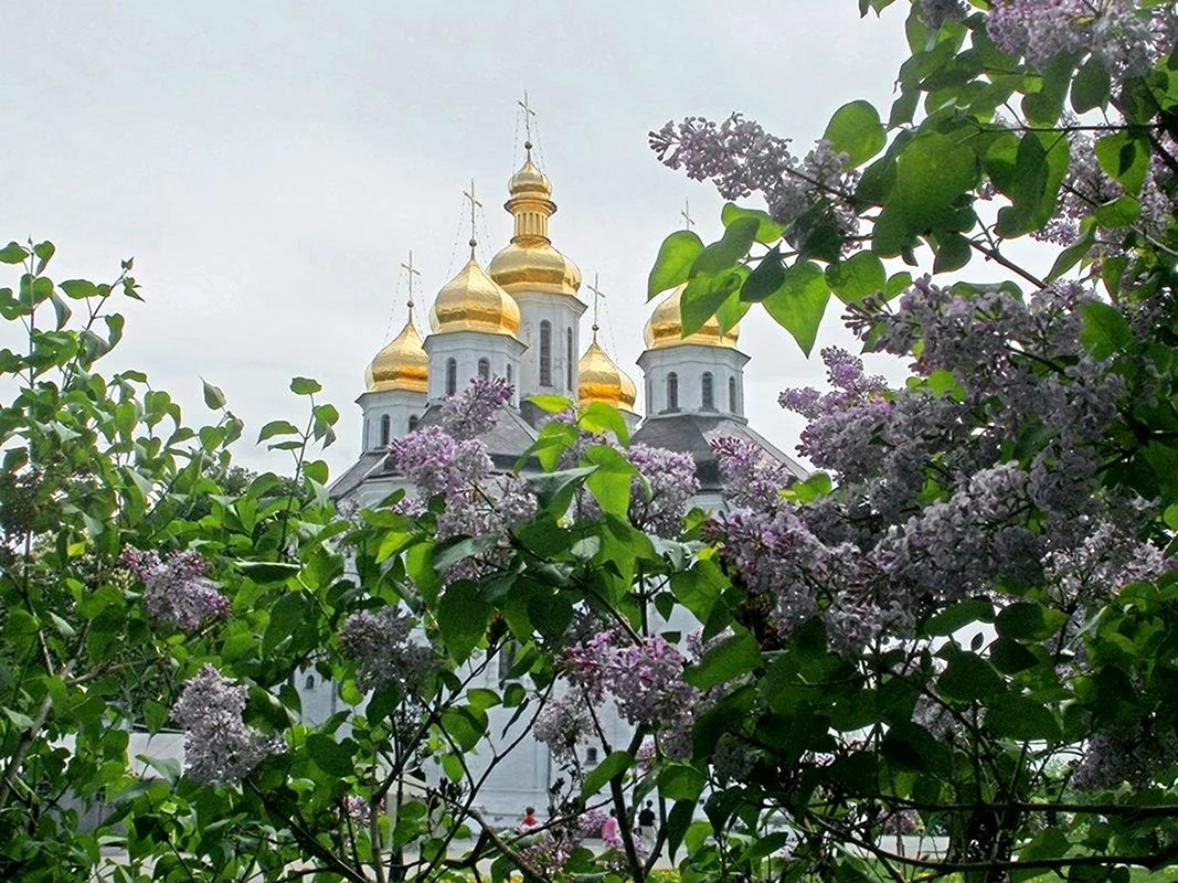 Дивеево сирень