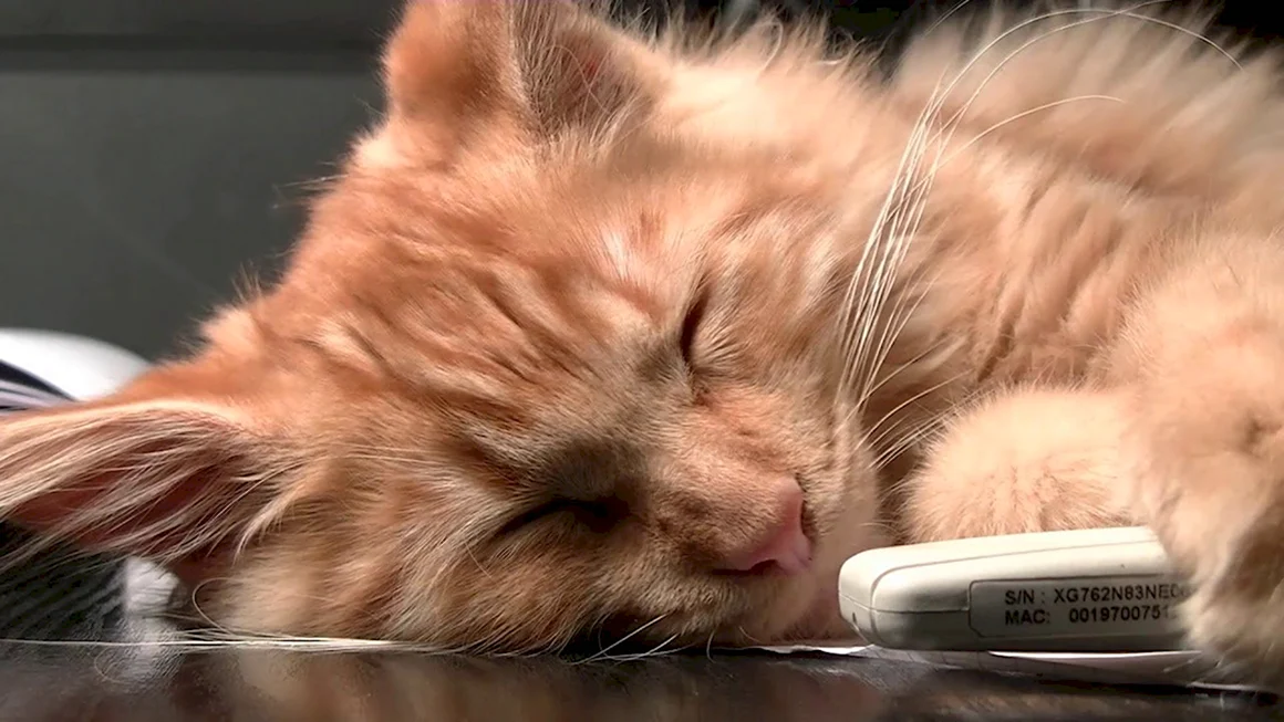 Для успокоения кота