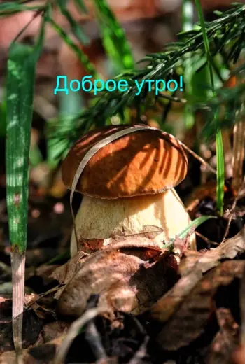 Доброе Грибное утро