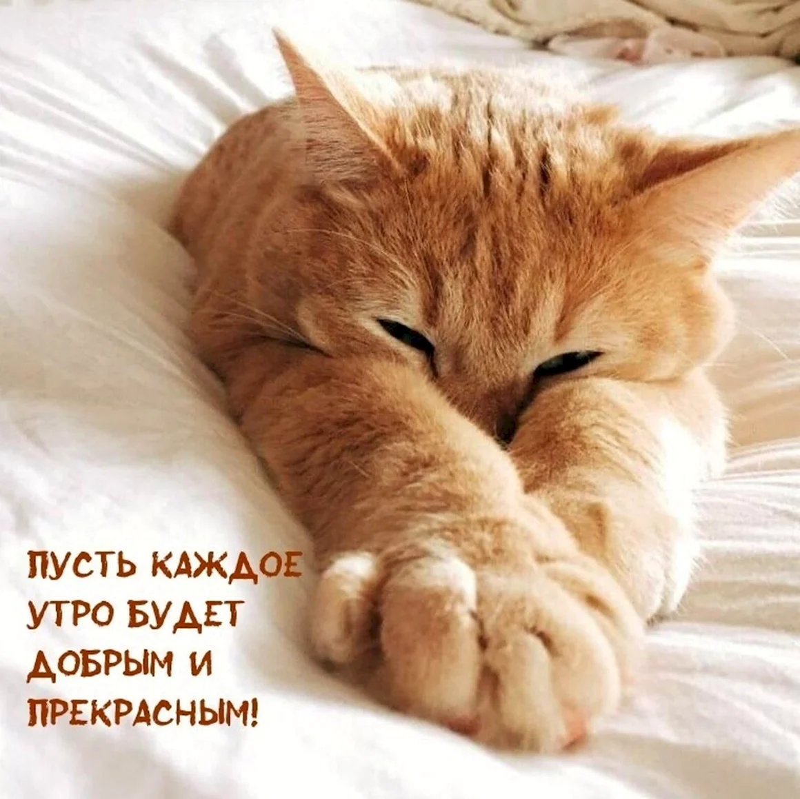 Доброе кошачье утро