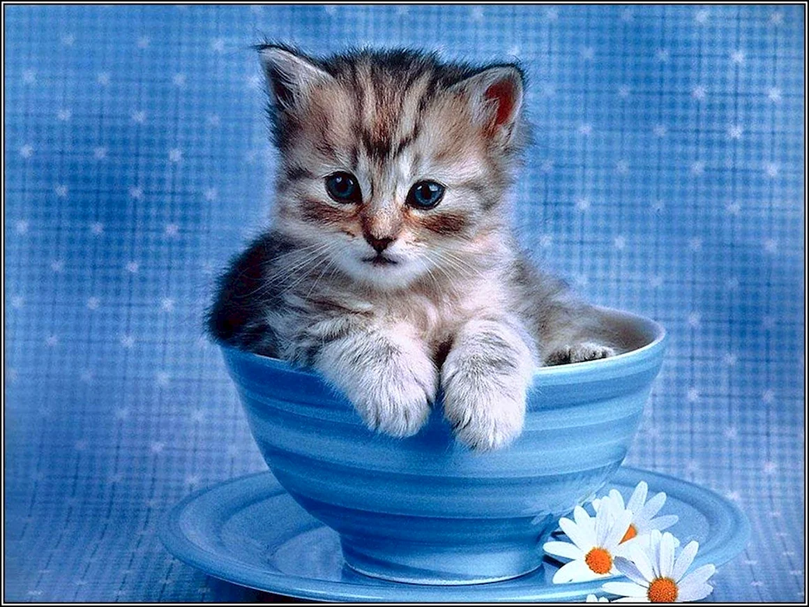 Доброе утречко мой котик