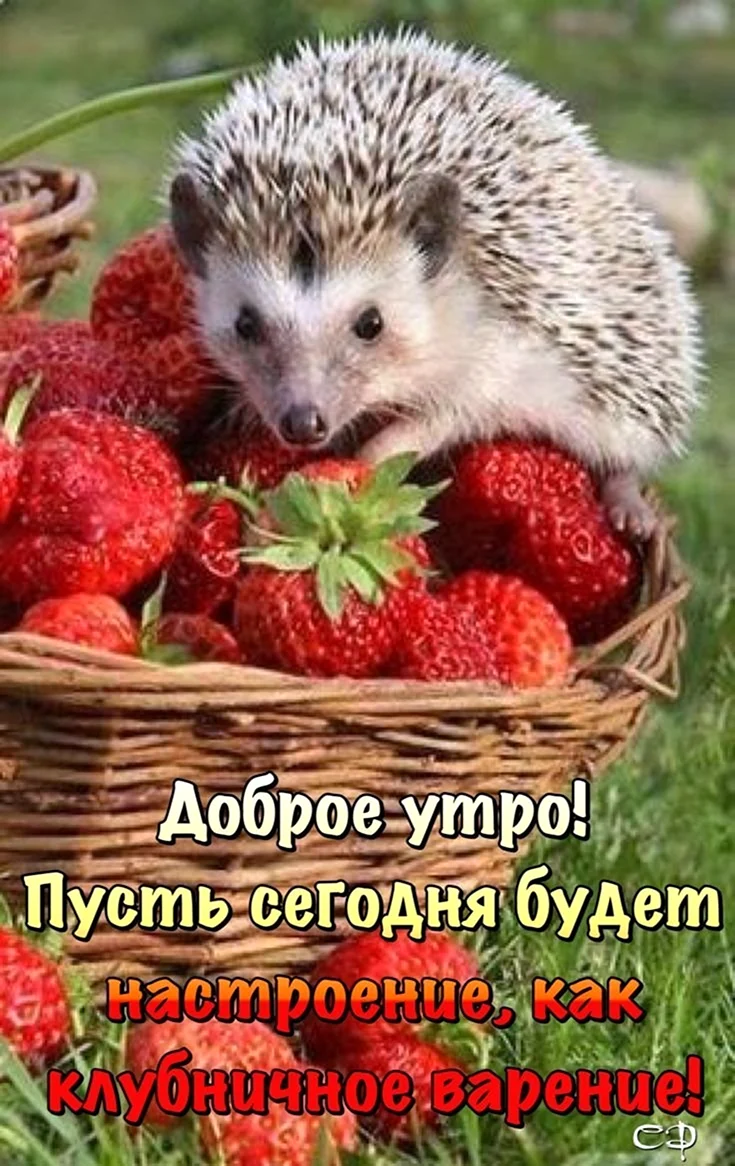 Доброе утро Ежик