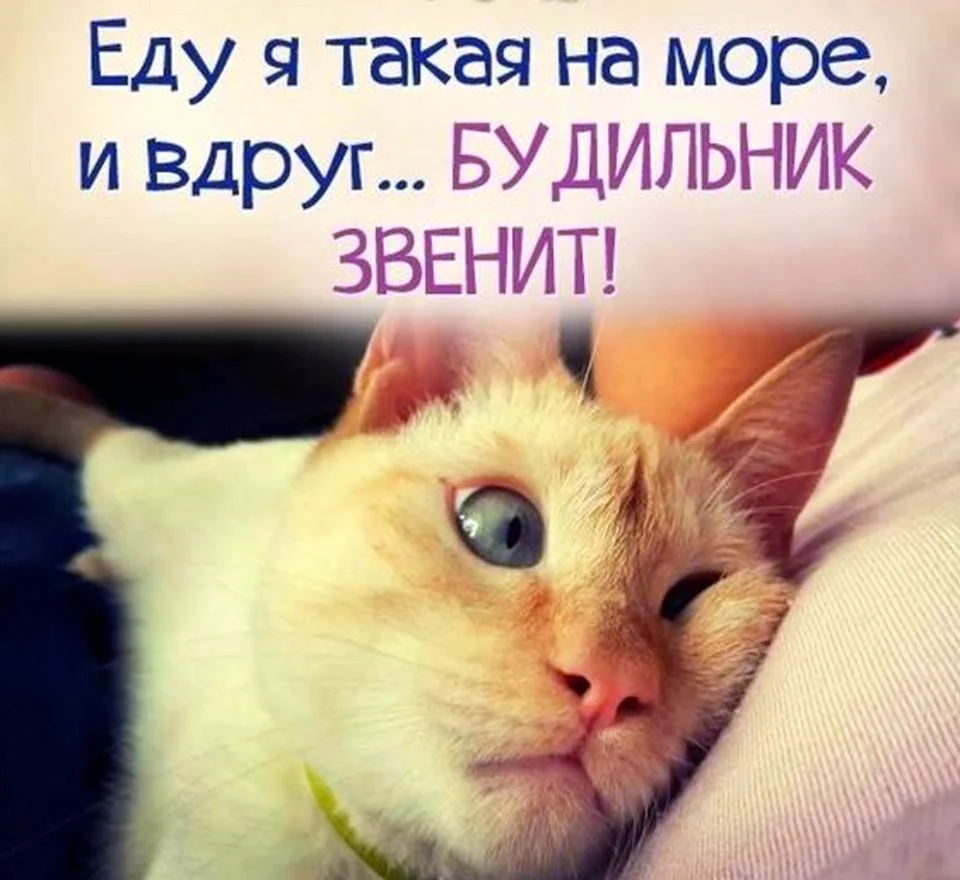Доброе утро юмор