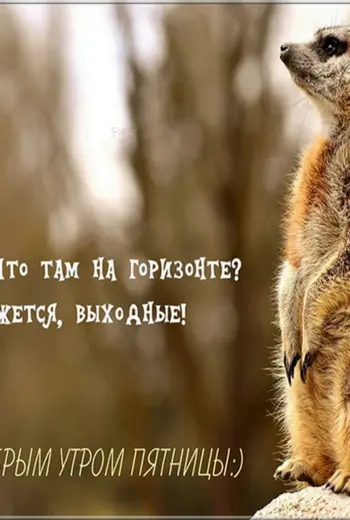 Доброе утро хвост бодрей картинки