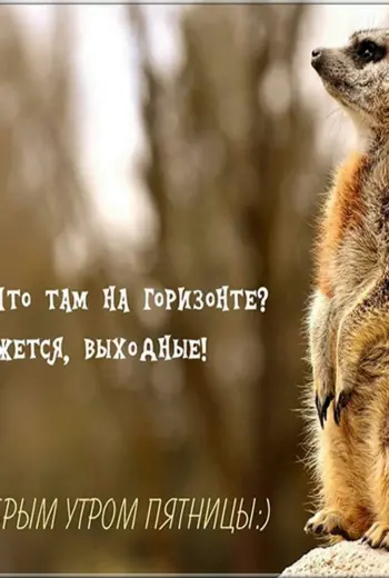 Доброе утро хвост бодрей картинки
