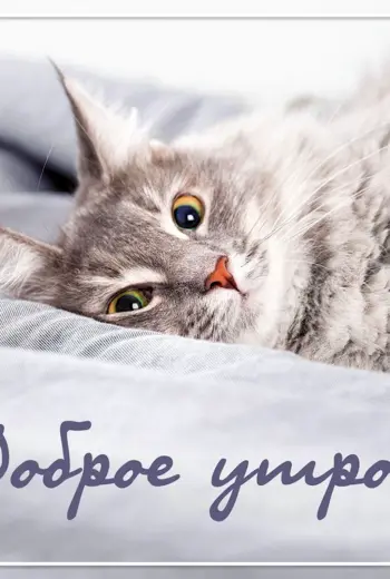 Доброе утро котенок
