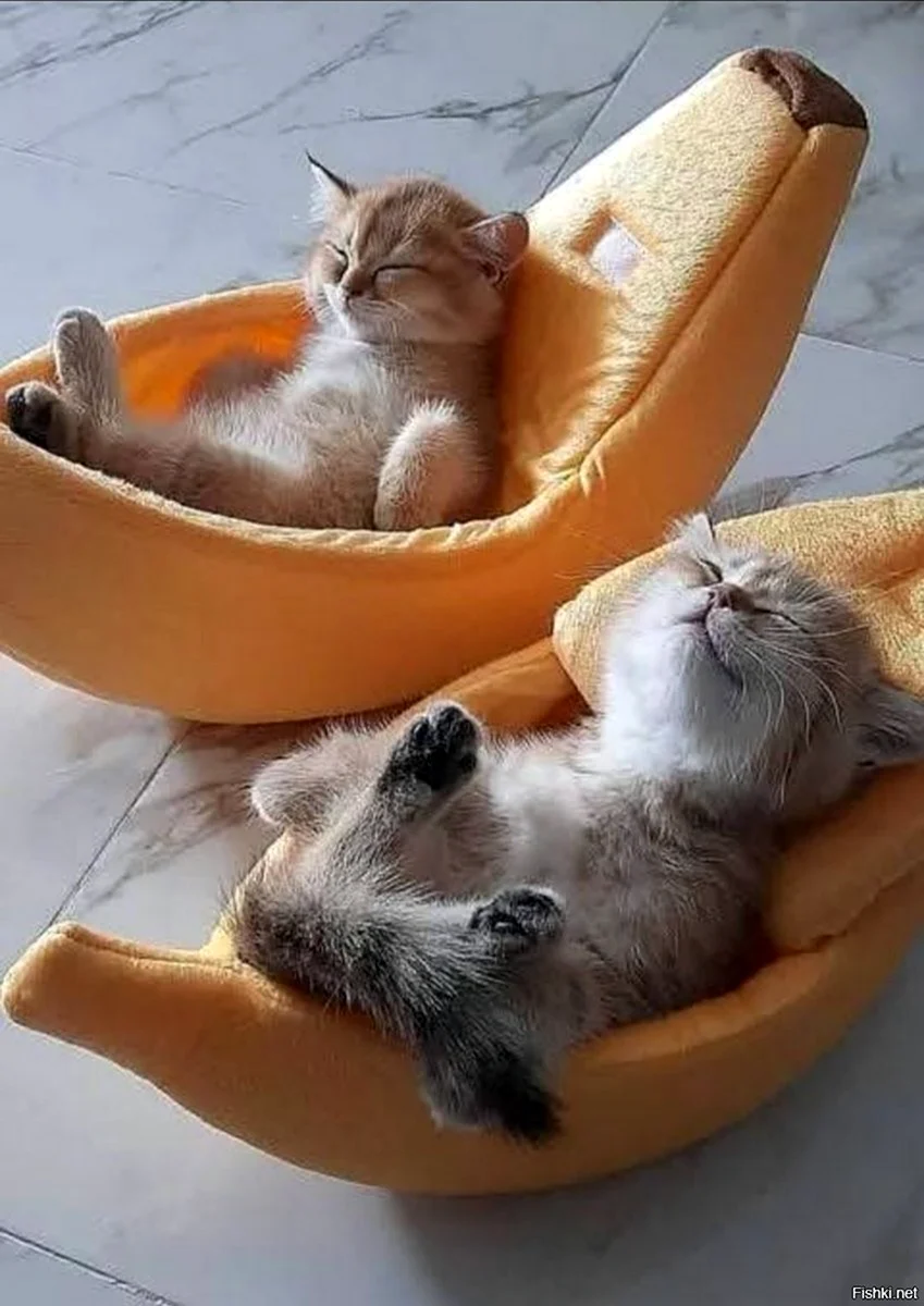 Доброе утро котенок