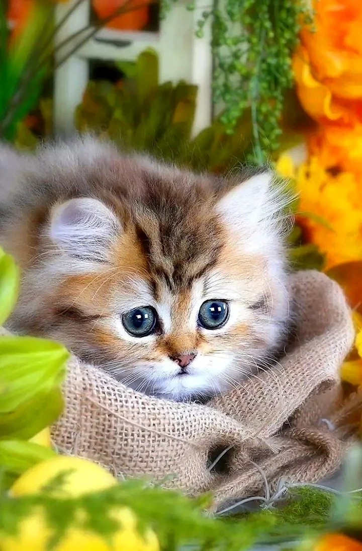 Доброе утро котенок