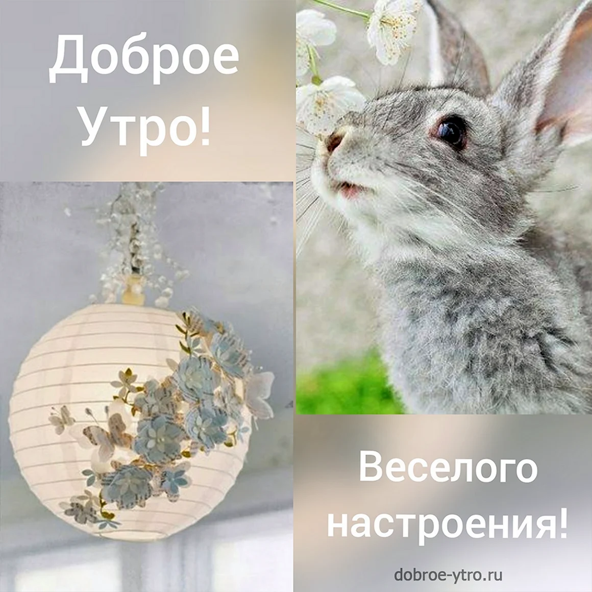 Доброе утро кролик