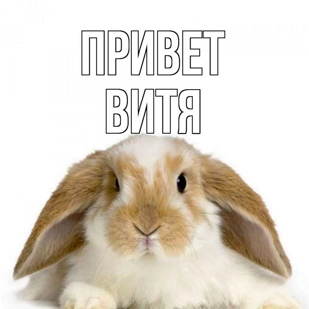 Доброе утро кролик