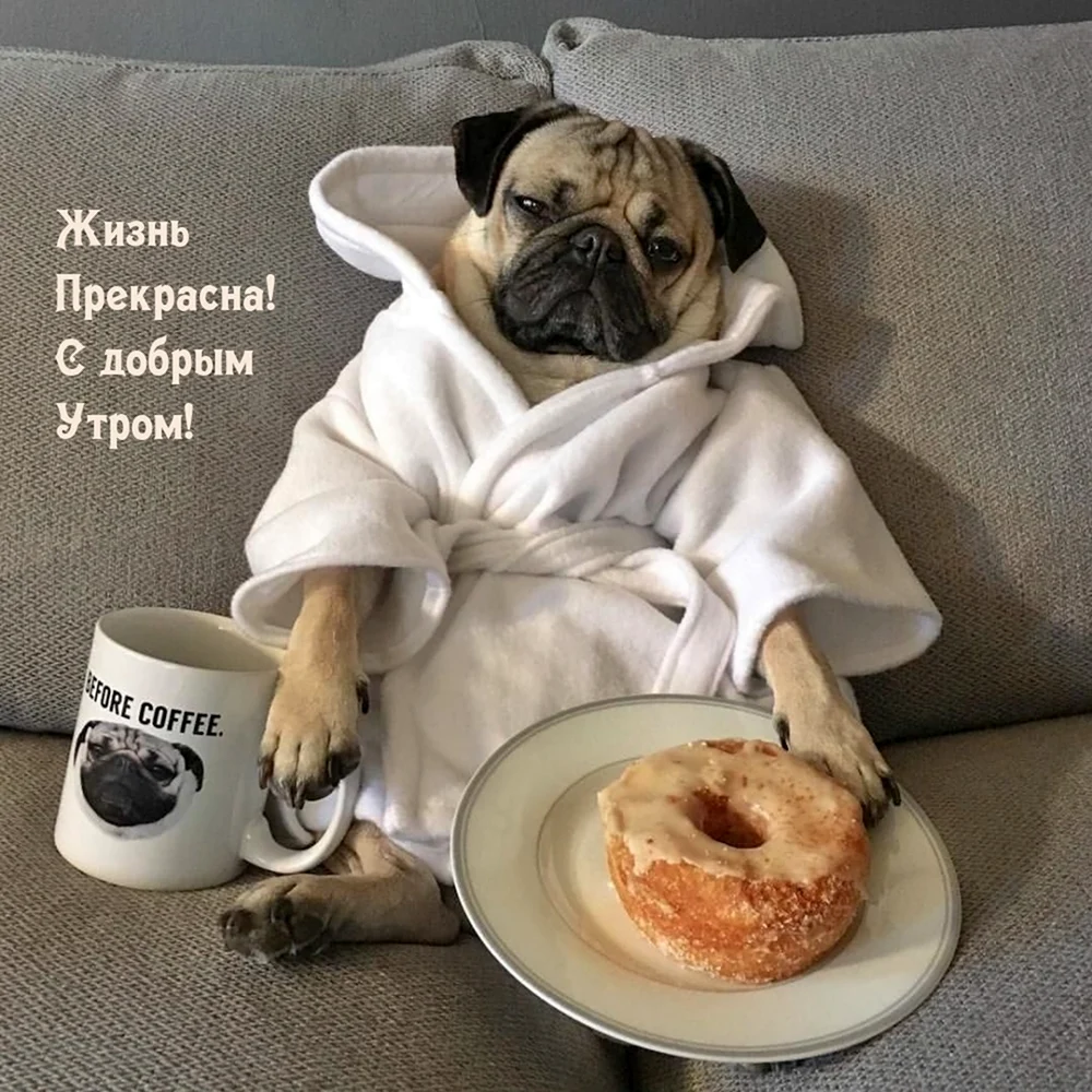 Доброе утро прикол