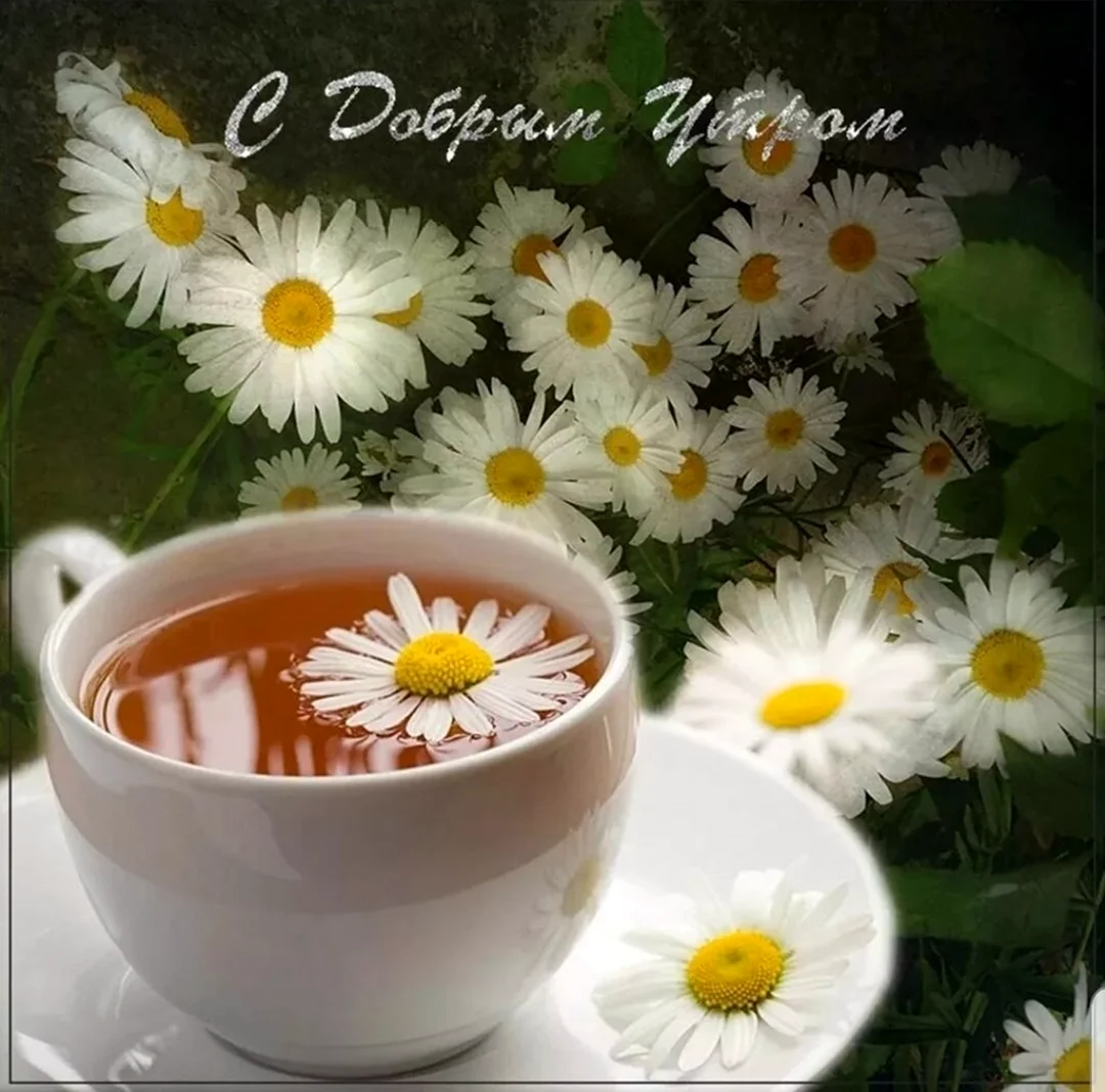 Доброе утро ромашки