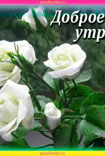 Доброе утро розы