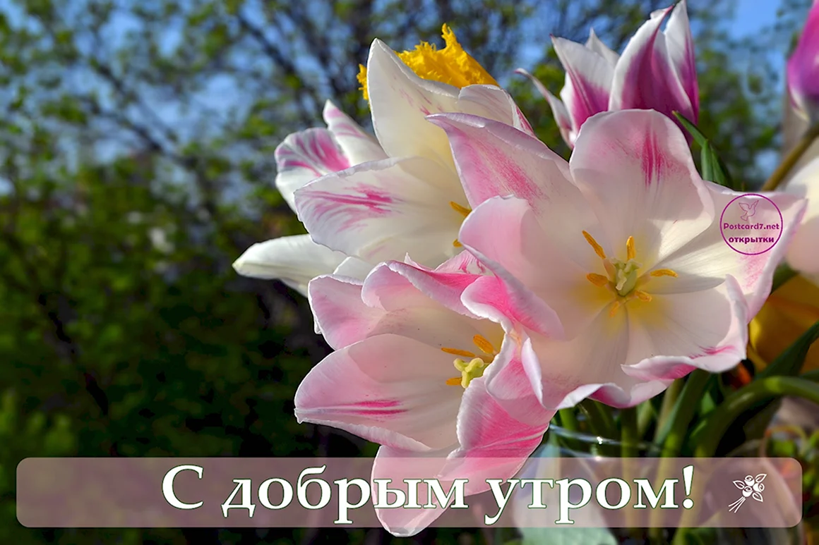 Доброе утро с лилиями