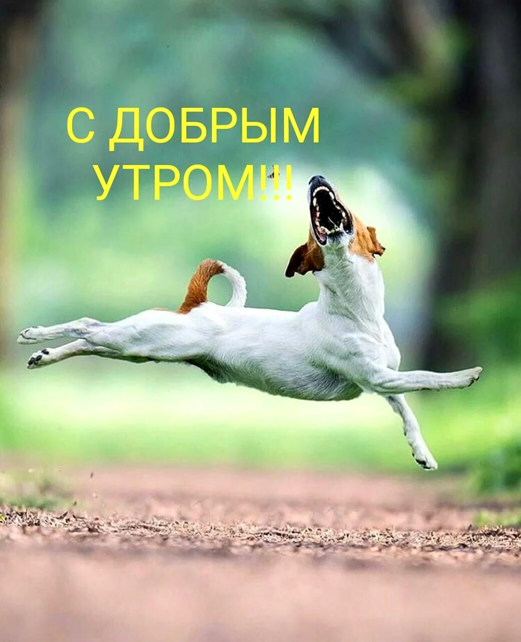 Доброе утро смешные