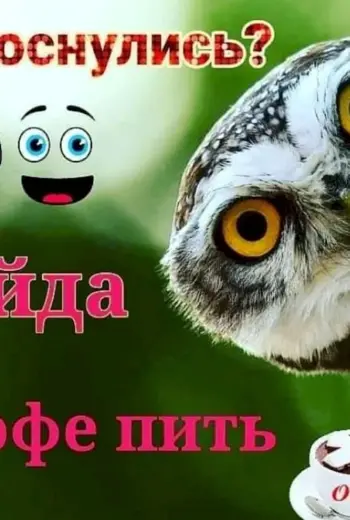 Доброе утро Сова