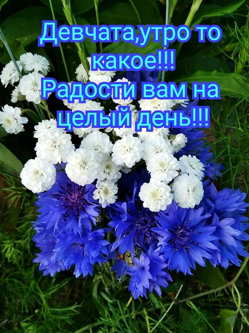 Доброе утро васильки