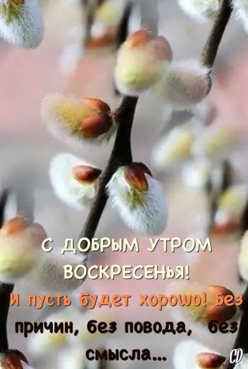 Доброе утро Верба