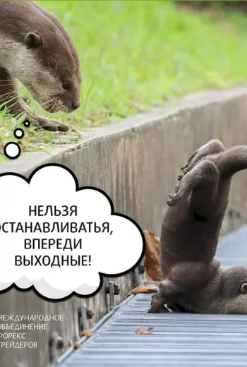 Доброе утро впереди выходные