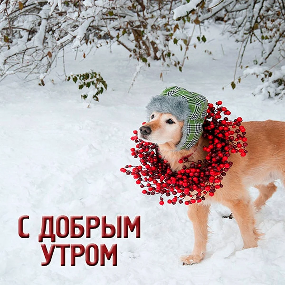 Доброе утро зимнее прикольное