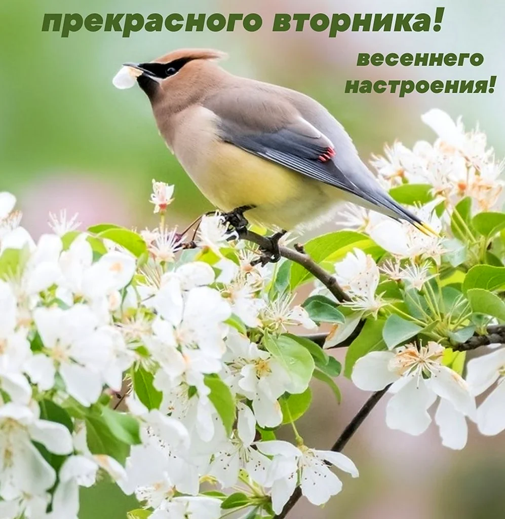 Доброе Весеннее утро