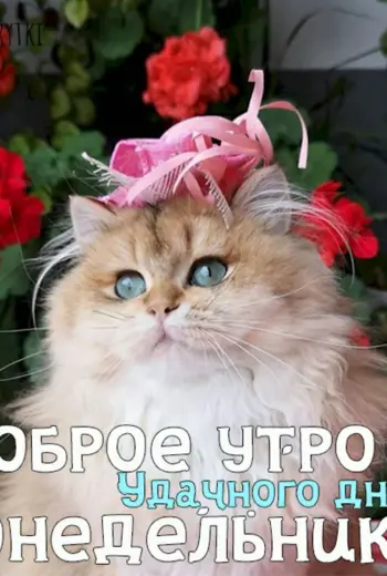 Доброго понедельника