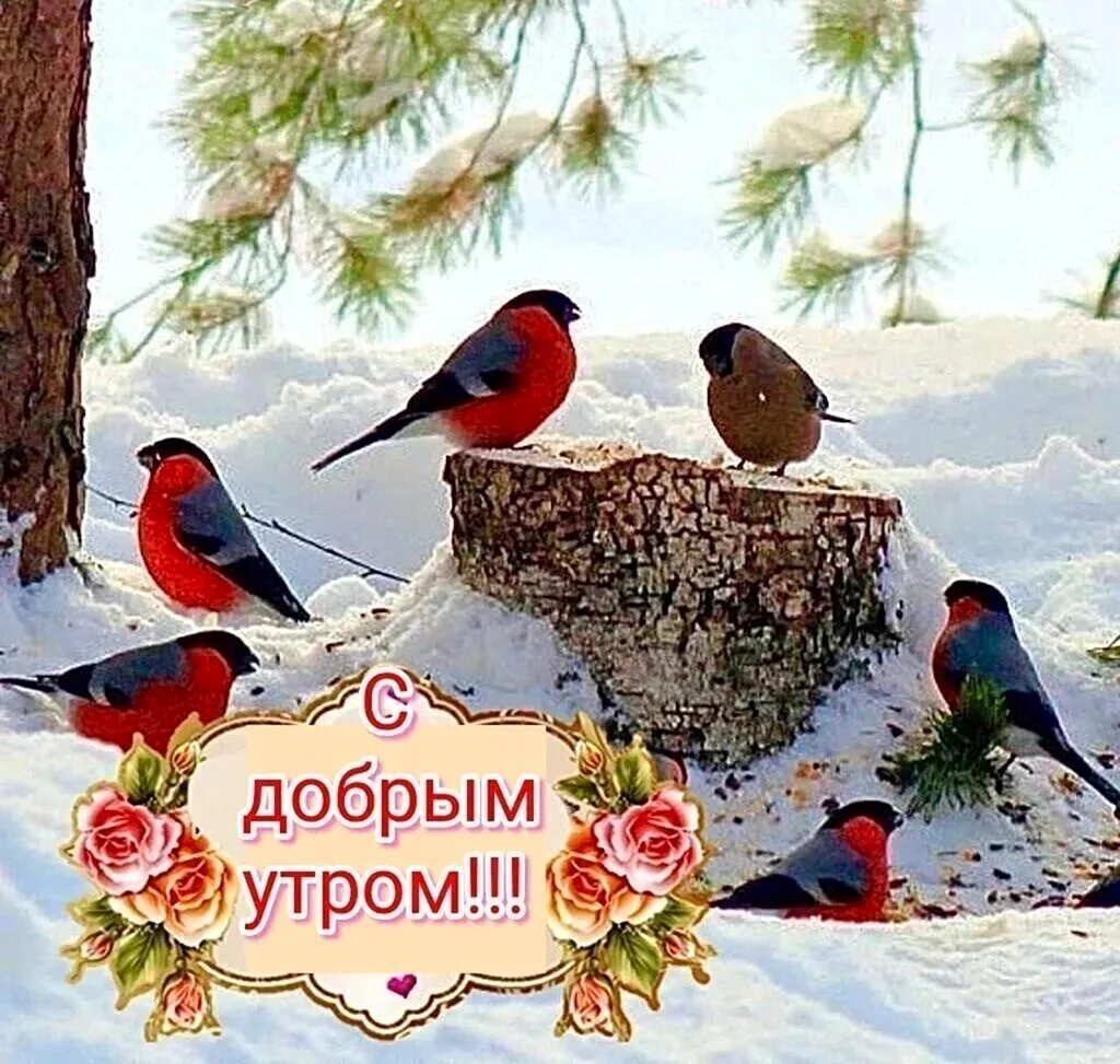Доброго зимнего утра с птичками