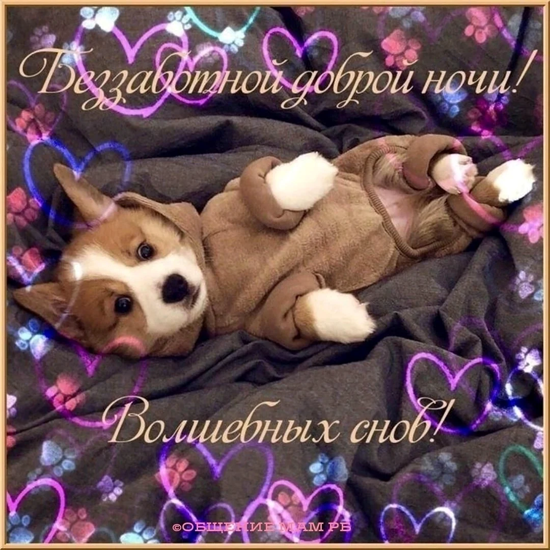 Доброй ночи собаки