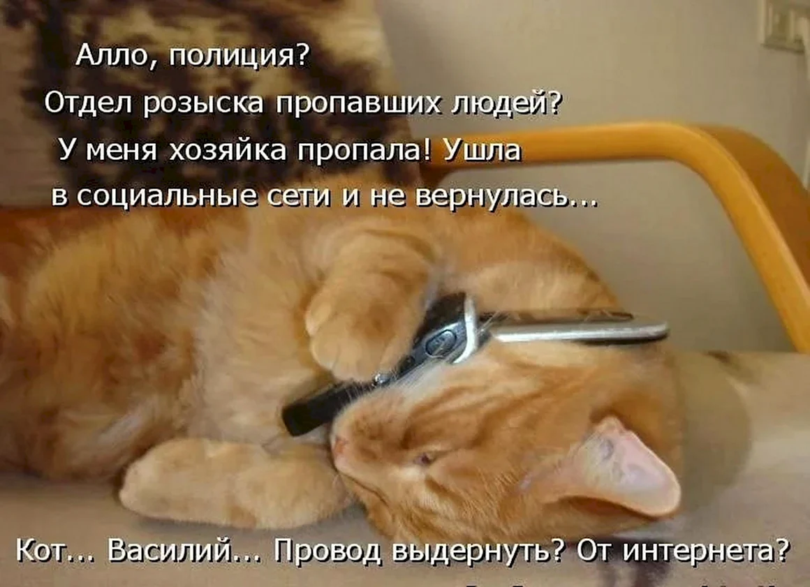 Добрые шутки про котов