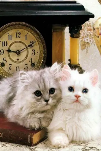 Добрый вечер с котиками